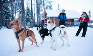 Arctic Forest Hiking with Lappish Hunting Dogs - Small Group Tour