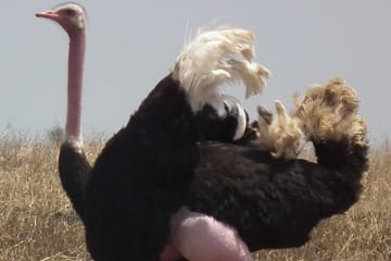 Day Tour to Masai Ostrich Farm from Nairobi
