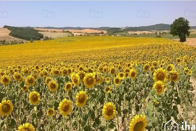 Pienza Countyside