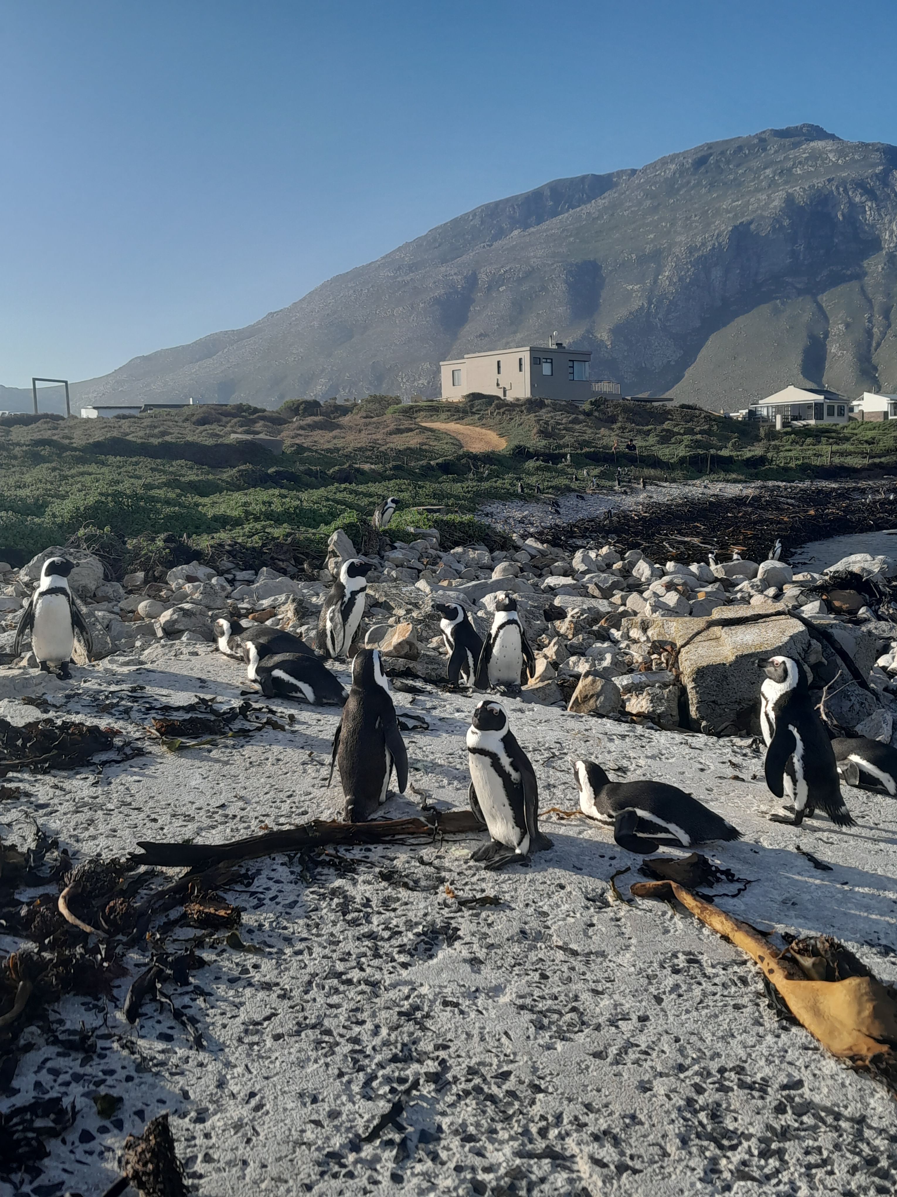 Half day Penguins boulders beach and cape point small Group tour.