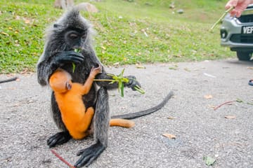 Private Day Trip to Kuala Gandah Elephant Sanctuary and Fireflies