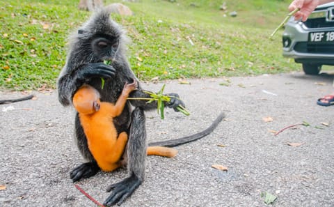 Private Day Trip to Kuala Gandah Elephant Sanctuary and Fireflies