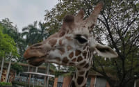 Private Day Tour to Chimelong Safari Park in Guangzhou 1