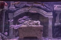 Antalya: Aquarium, Wax Museum & Combo Package Options 8