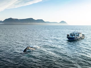 Puffin Party , photo 9