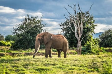 2 Day 1 Night Lake Manyara and Ngorongoro Crater Safari