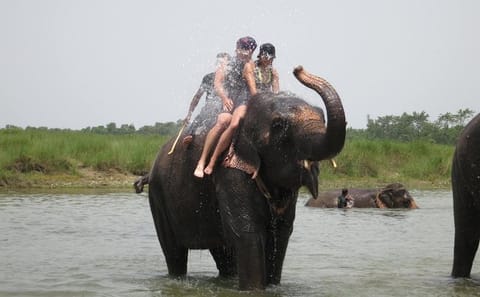 Chitwan National Park 4-Day Wildlife Safari and Culture Tour
