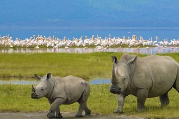 2-Day Private Safari to Lake Nakuru and Hell’s Gate Parks