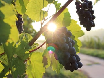 Moldova Wine Tasting Tour at Château Purcari Winery