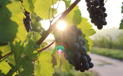 Moldova Wine Tasting Tour at Château Purcari Winery