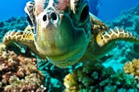  Semi Submarine Tour From Sharm El Sheikh  1