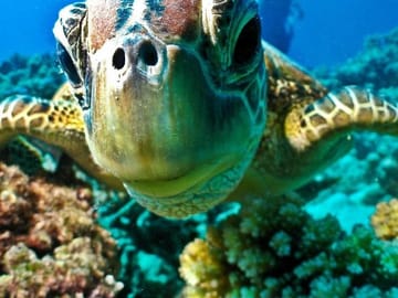 sea scope