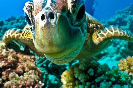 Semi Submarine Tour From Sharm El Sheikh