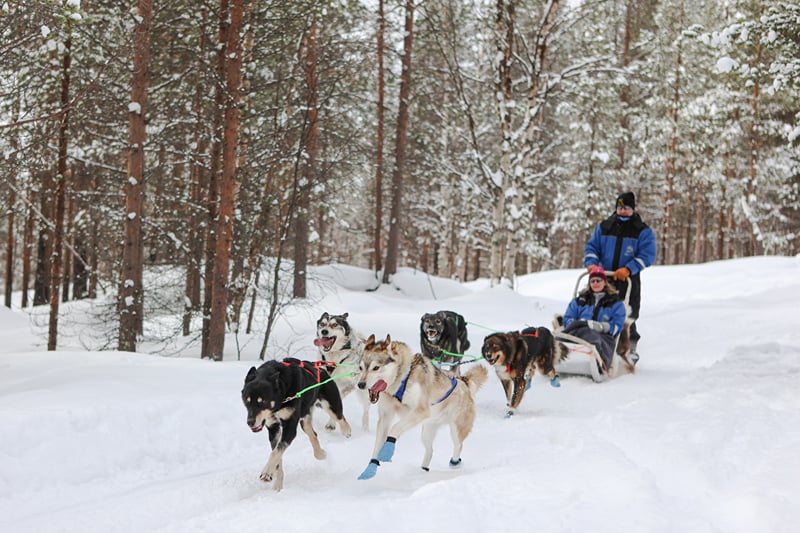Husky Safari 10 km, photo 10