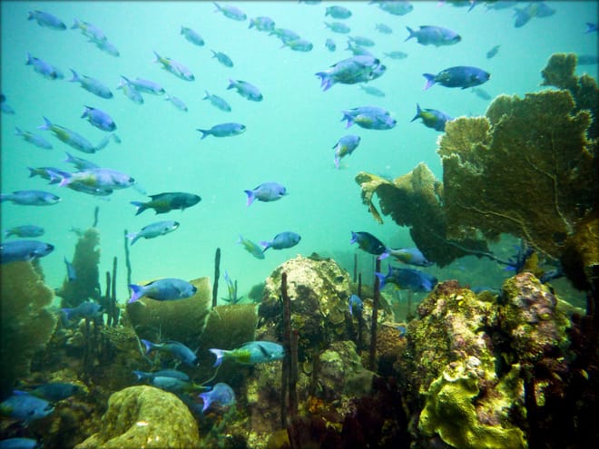 ScubaDoo - Explore the ocean in Punta Cana photo 5