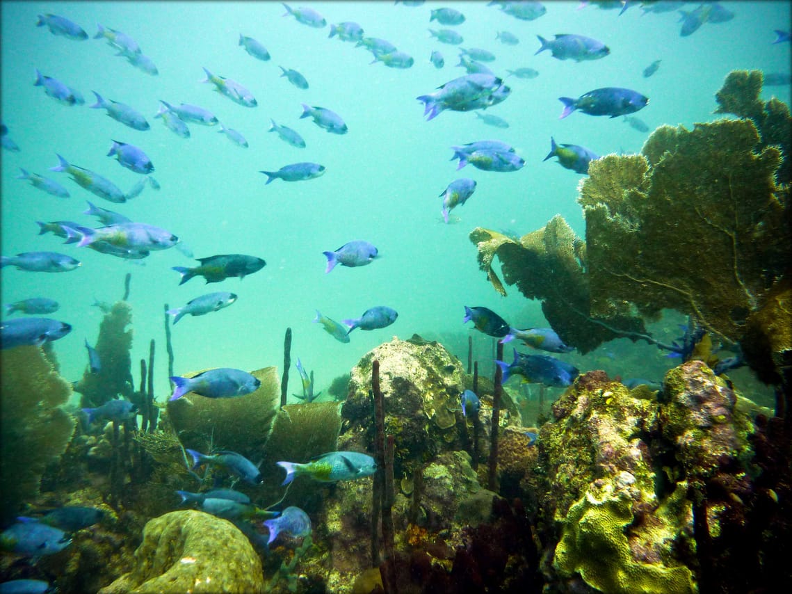 ScubaDoo - Explore the ocean in Punta Cana 5