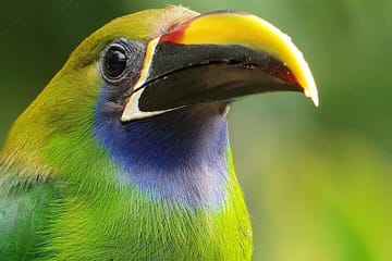 Guided Birdwatching Tour for Toucans in Puntarenas, Costa Rica