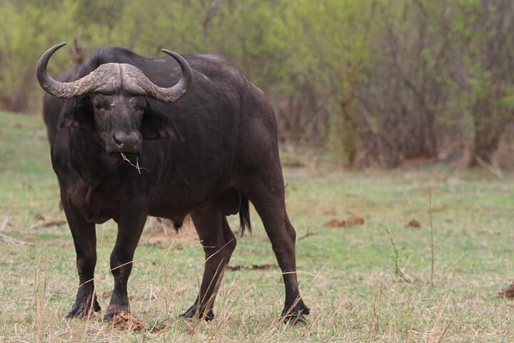 15 minutes scenic helicopter flight above Victoria Falls-Zimbabwe