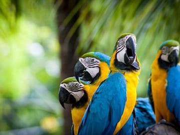 Three-Day Nature Tour of Tambopata National Reserve, Peru