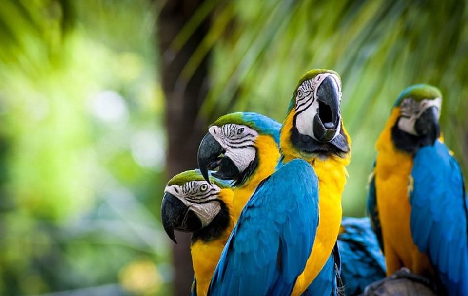 Three-Day Nature Tour of Tambopata National Reserve, Peru