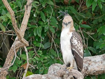 Private Full Day Safari in Wilpattu National Park from Wattala