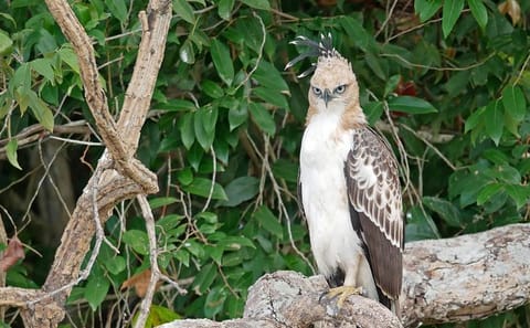 Private Full Day Safari in Wilpattu National Park from Wattala