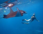 Bali Marine: Swim with Manta Rays in Nusa Penida 4