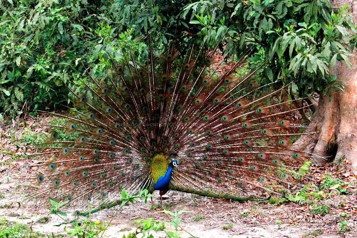 Wildlife Tour at Chitwan National Park