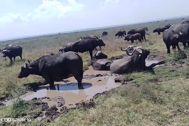 3 Days and 2 Nights Private Maasai Mara Safari 10