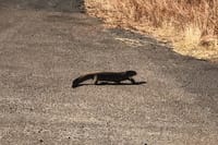 Animal Photography