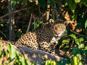 Three-Day Amazon Wildlife Tour from Cusco to Pillcopata