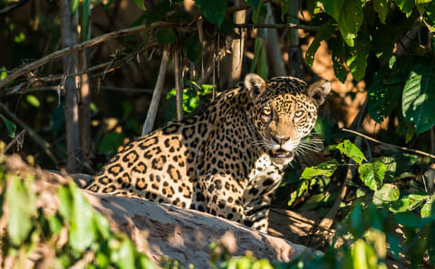 Three-Day Amazon Wildlife Tour from Cusco to Pillcopata
