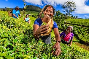 2 Days All inclusive Kandy and Nuwara Eliya Tour from Colombo