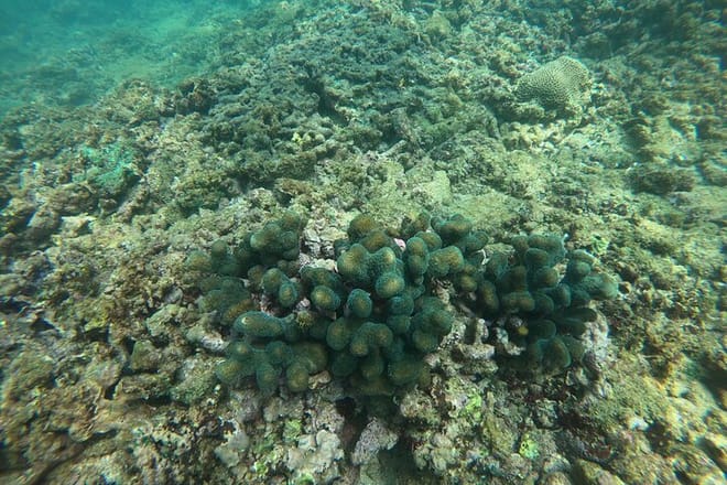 Snorkeling in Unawatuna 4