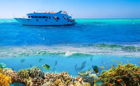 Ras Mohamed and White Island Snorkeling Tour from Sharm El Sheikh