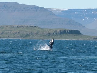Whale Watching in Ísafjarðardjúp , photo 8