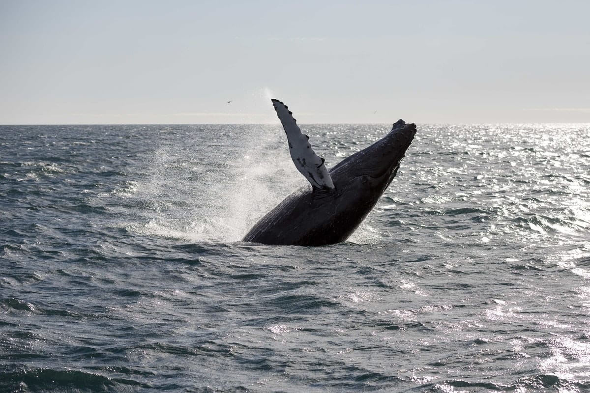 Whale jumping out of the ocean