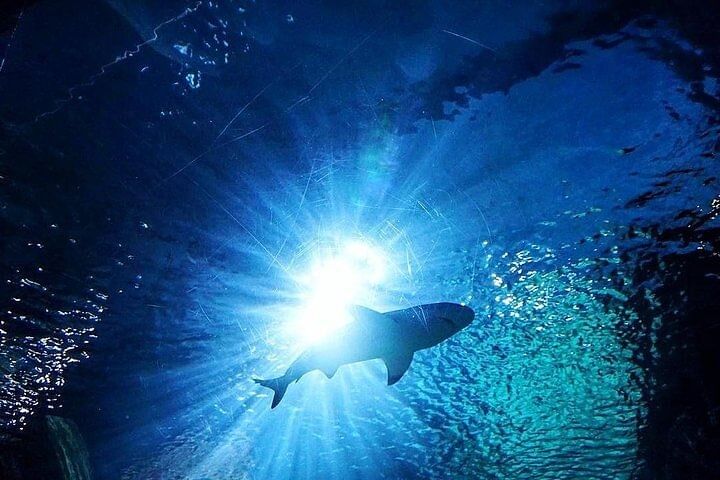 Sea Life Bangkok Ocean World Tickets