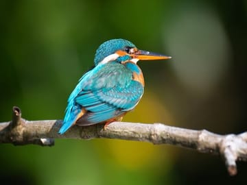 Three-Day Trekking Adventure in Knuckles and Wasgamuwa from Kandy