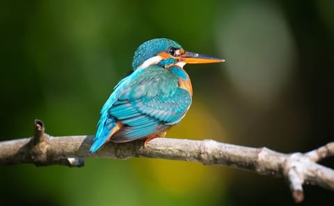 Three-Day Trekking Adventure in Knuckles and Wasgamuwa from Kandy
