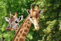 Day tour to Giraffe center elephant trust and Nairobi safari walk 3