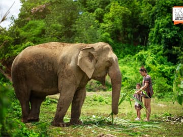 Elephant Sanctuary Half-Day Tour near Chiang Mai