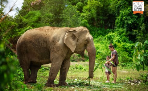 Elephant Sanctuary Half-Day Tour near Chiang Mai