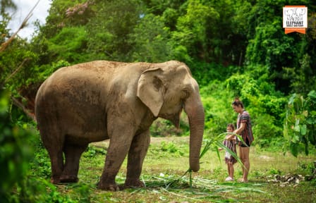 Elephant Sanctuary Half-Day Tour near Chiang Mai