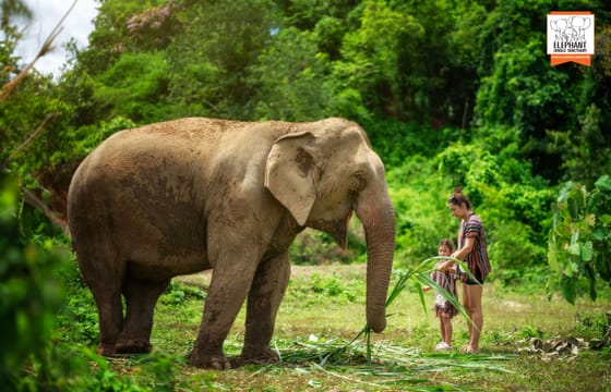 Chiang Mai: Half Day Experience