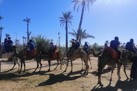1 Hour Camel Ride in the palm groves of Marrakech