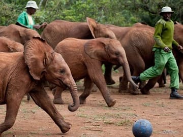 Private Half-Day Tour of David Sheldrick Elephant Orphanage in Nairobi