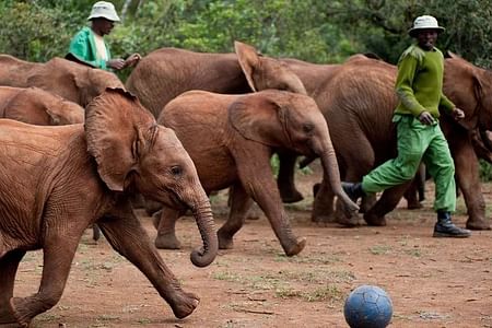 Private Tour to David Sheldrick Elephant Orphanage in Nairobi