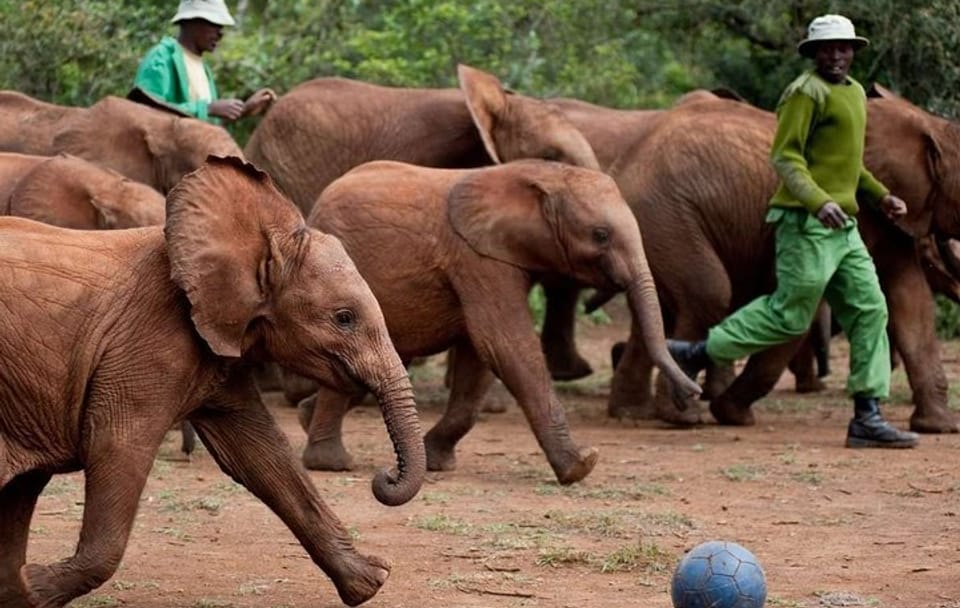 Private Half-Day Tour of David Sheldrick Elephant Orphanage in Nairobi