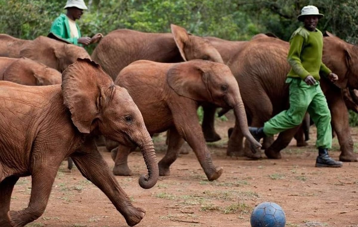 Private Tour: David Sheldrick Elephant Orphanage Half-Day Tour from Nairobi